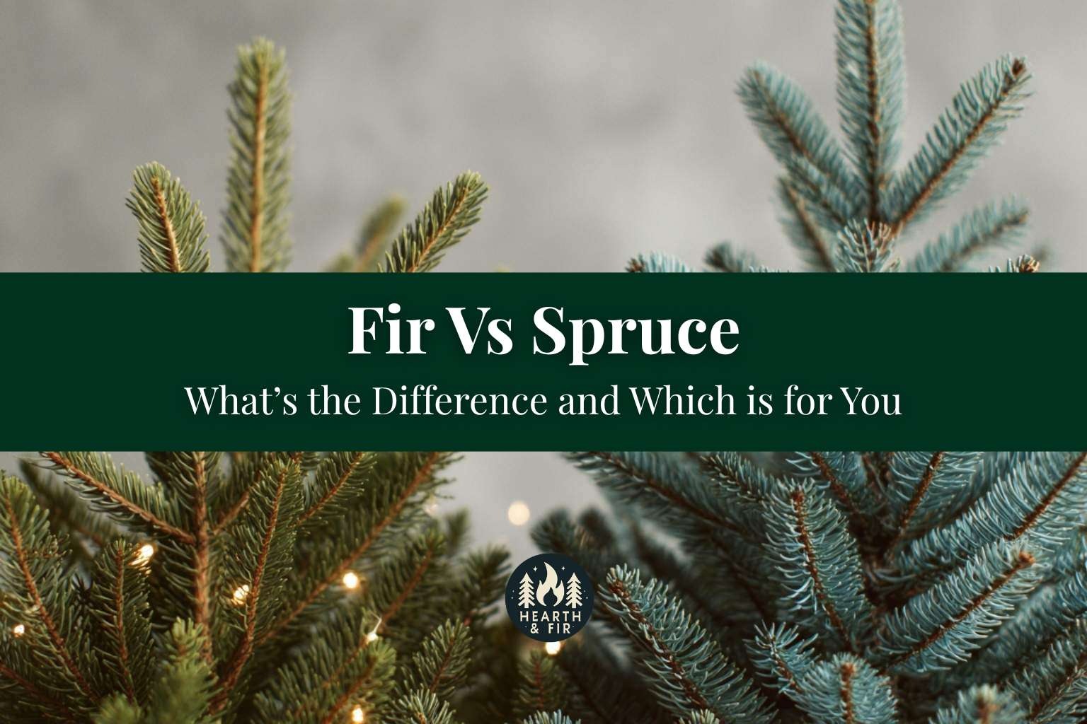 Close up of a green fir tree and a blue spruce tree with