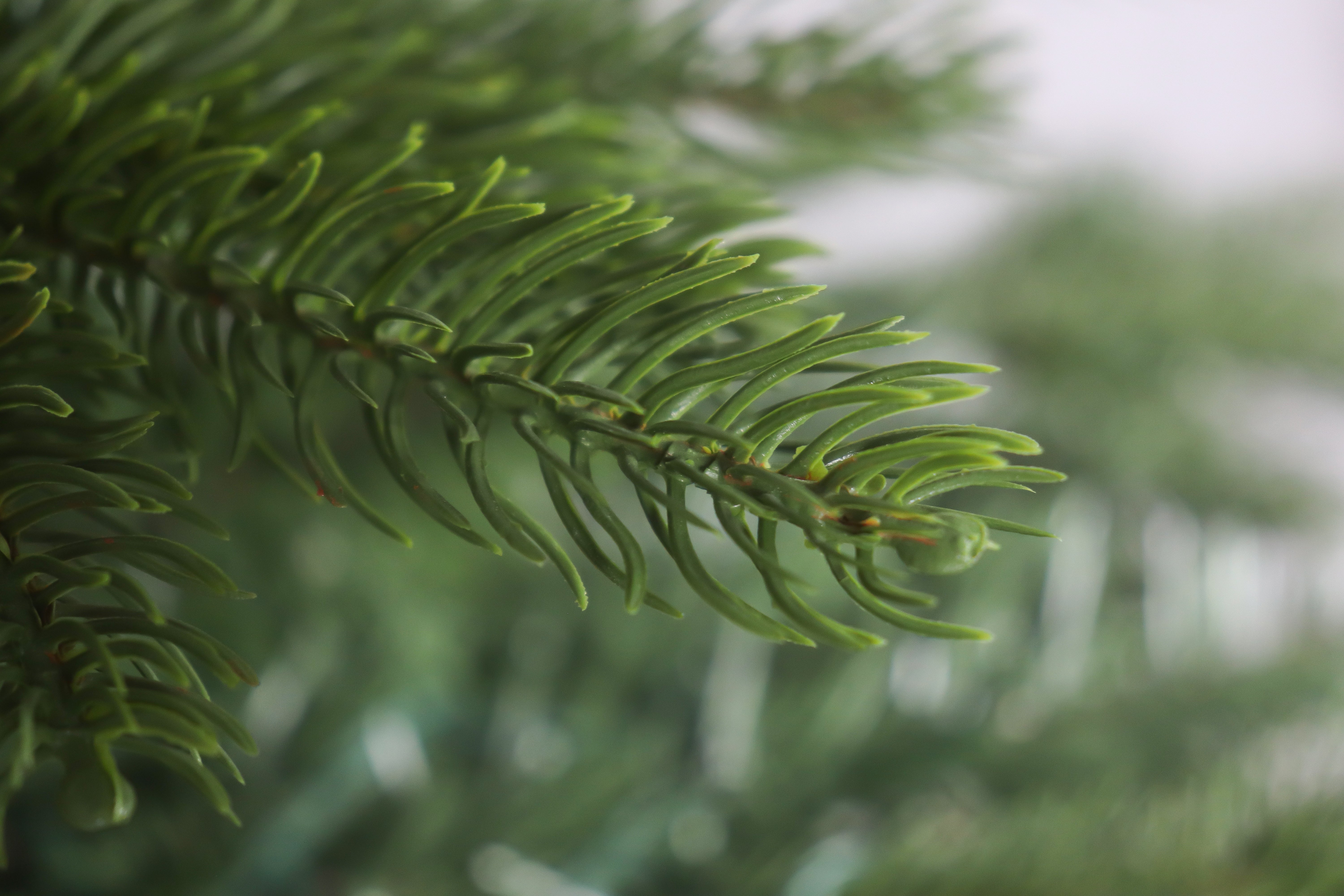 Close-up of the realistic, upturned PE foliage on the premium Highland Noble Fir tree.