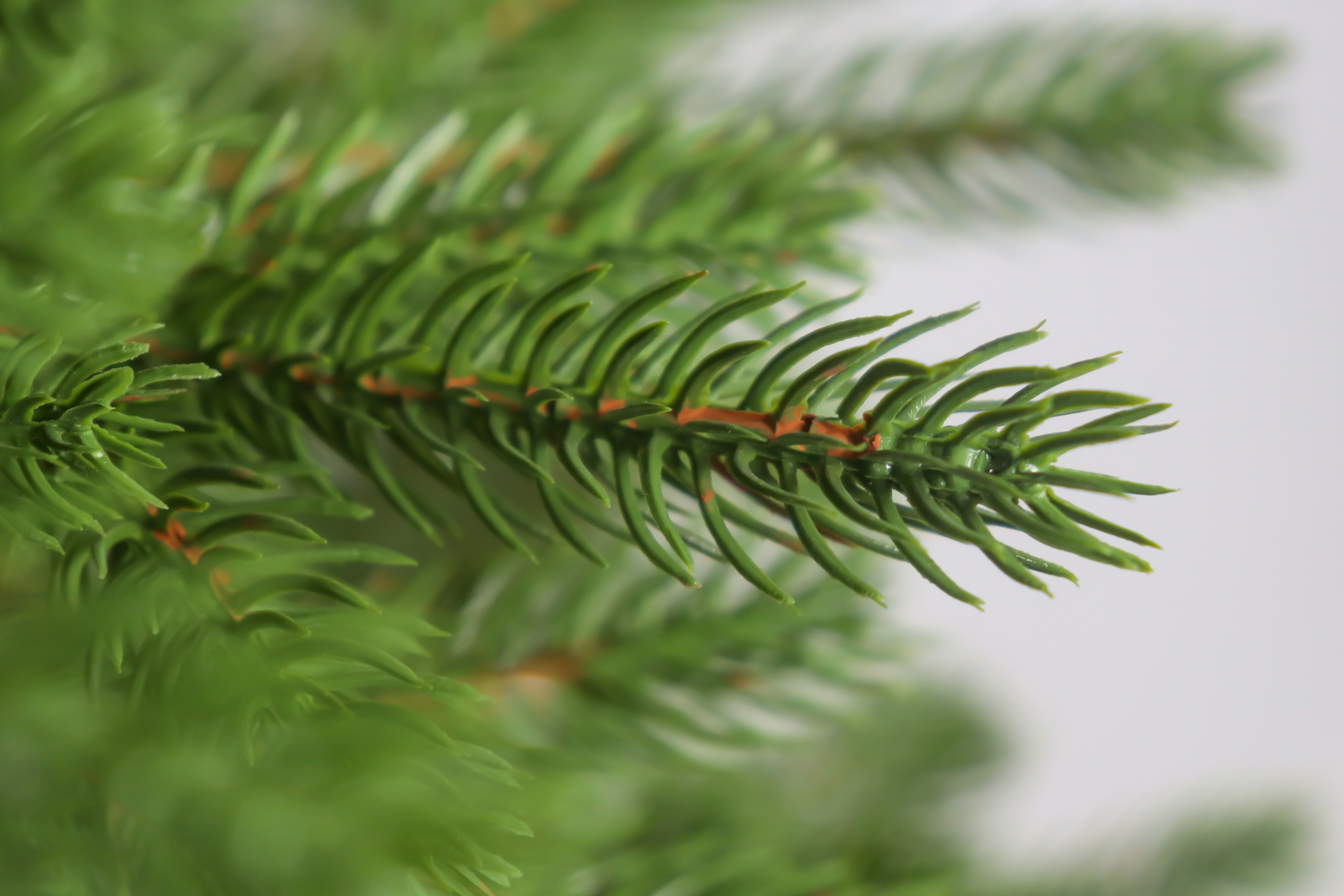 Close-up of the realistic foliage and dense PE needles of the grand slim christmas tree.