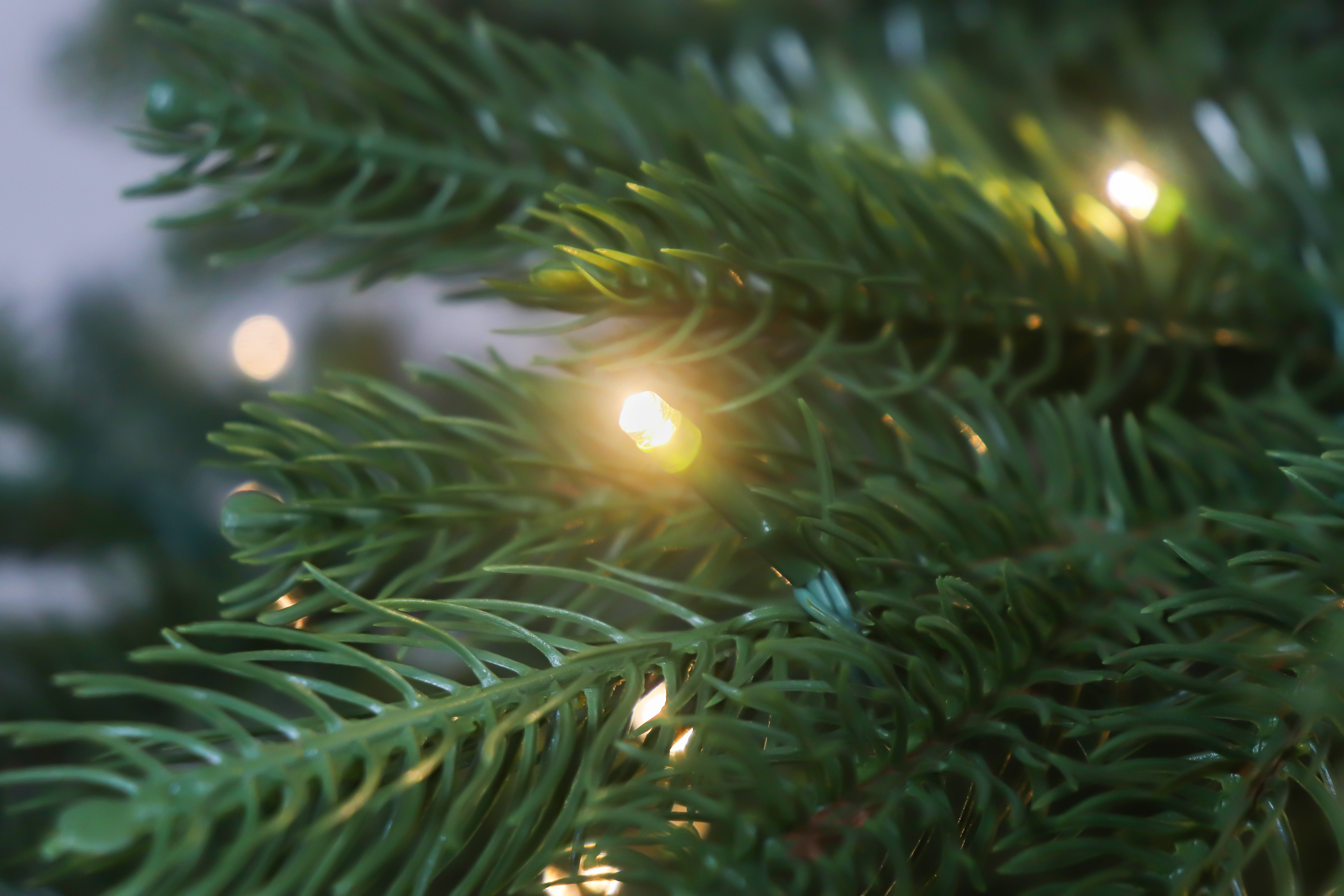 Detail shot of the warm white lights nestled in the branches of the prelit noble fir christmas tree.