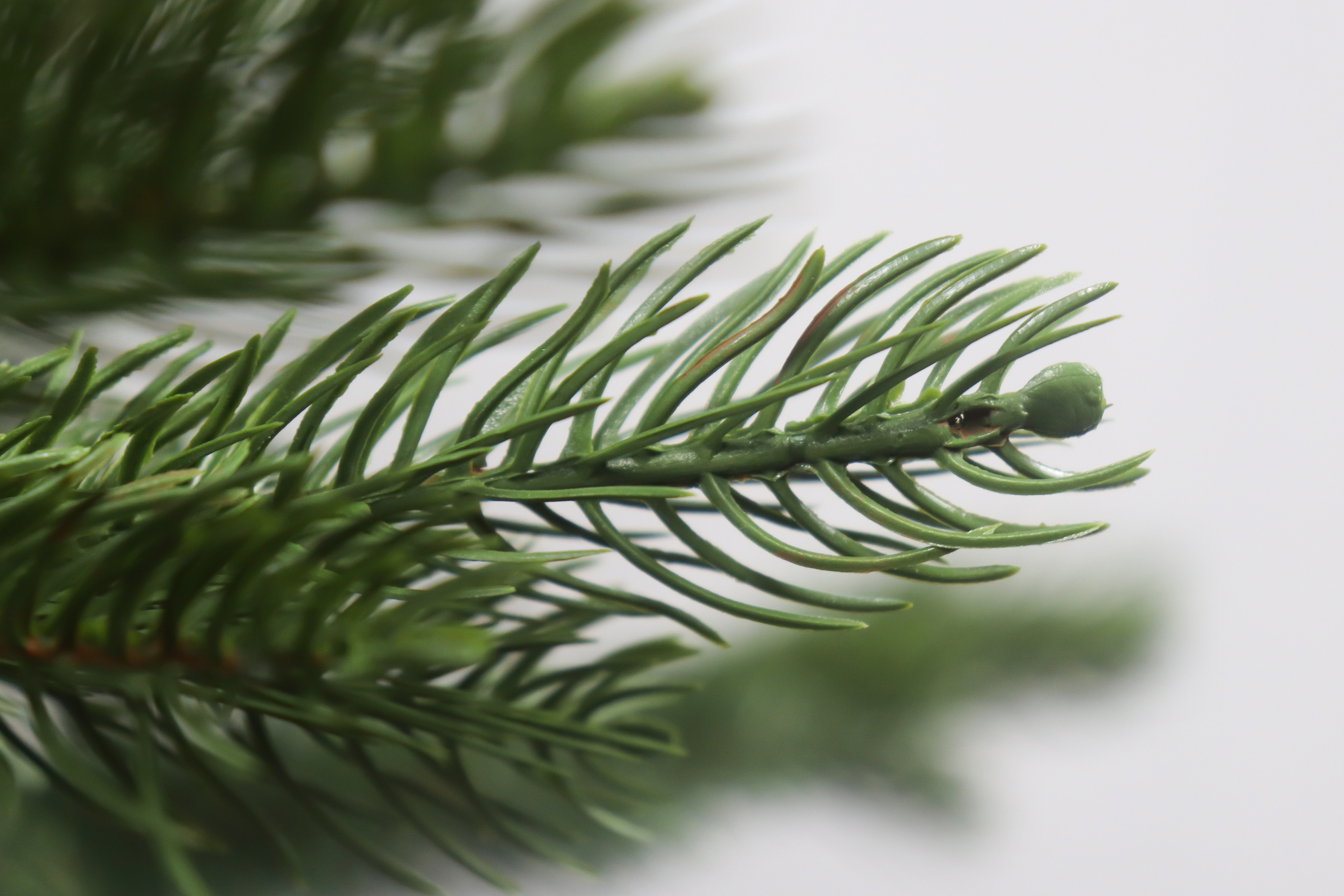 Extreme close-up of a realistic PE branch tip with a bud on the premium noble fir christmas tree.