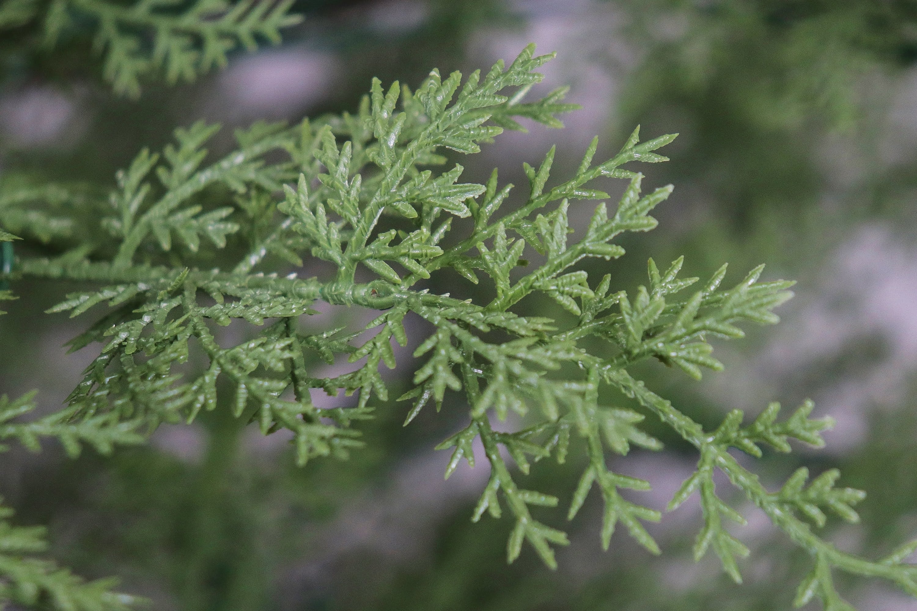 A macro shot of a realistic PE branch tip on an artificial Christmas tree, showing fine detail.