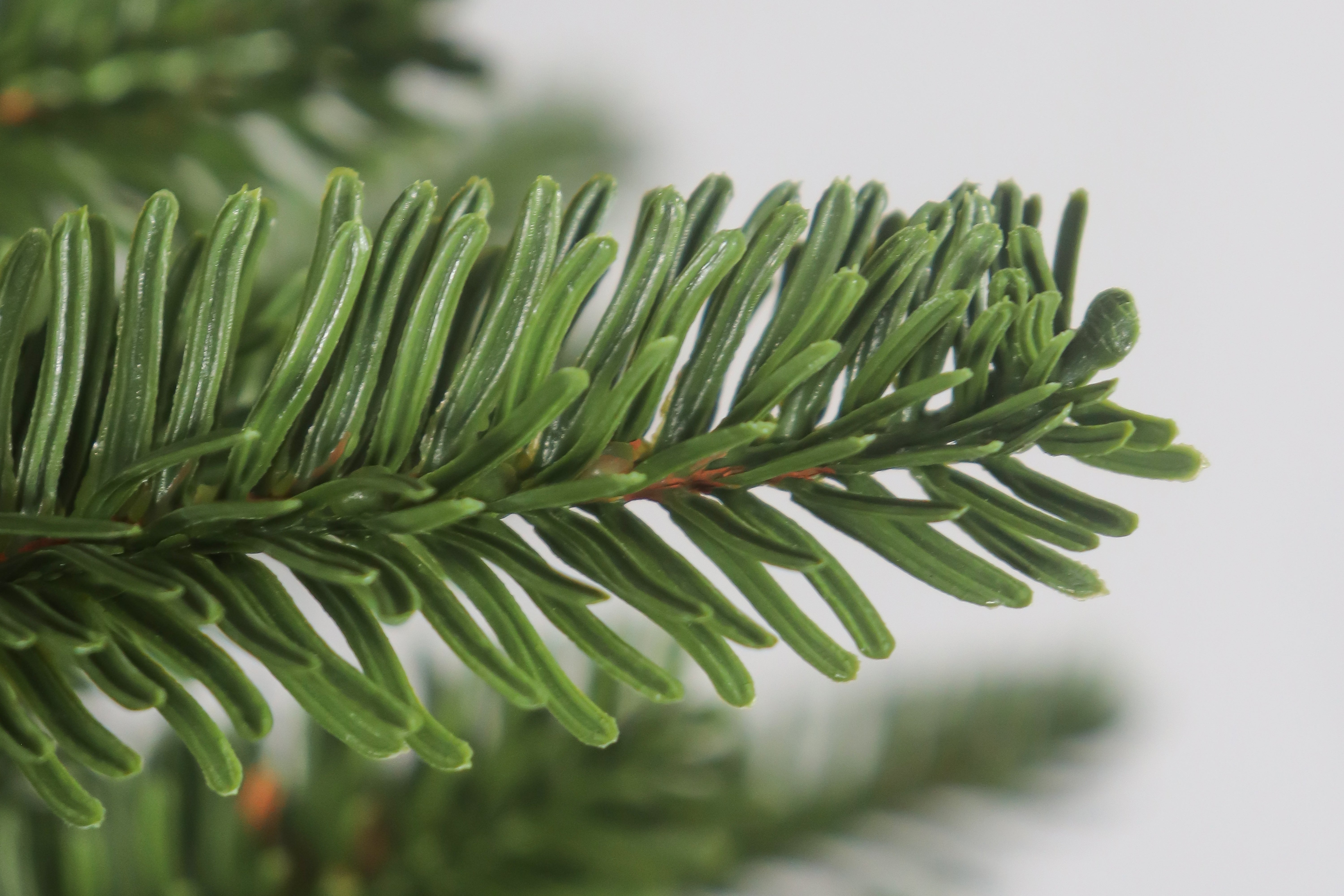 Extreme close-up of a realistic PE branch tip on the traditional fraser fir christmas tree.
