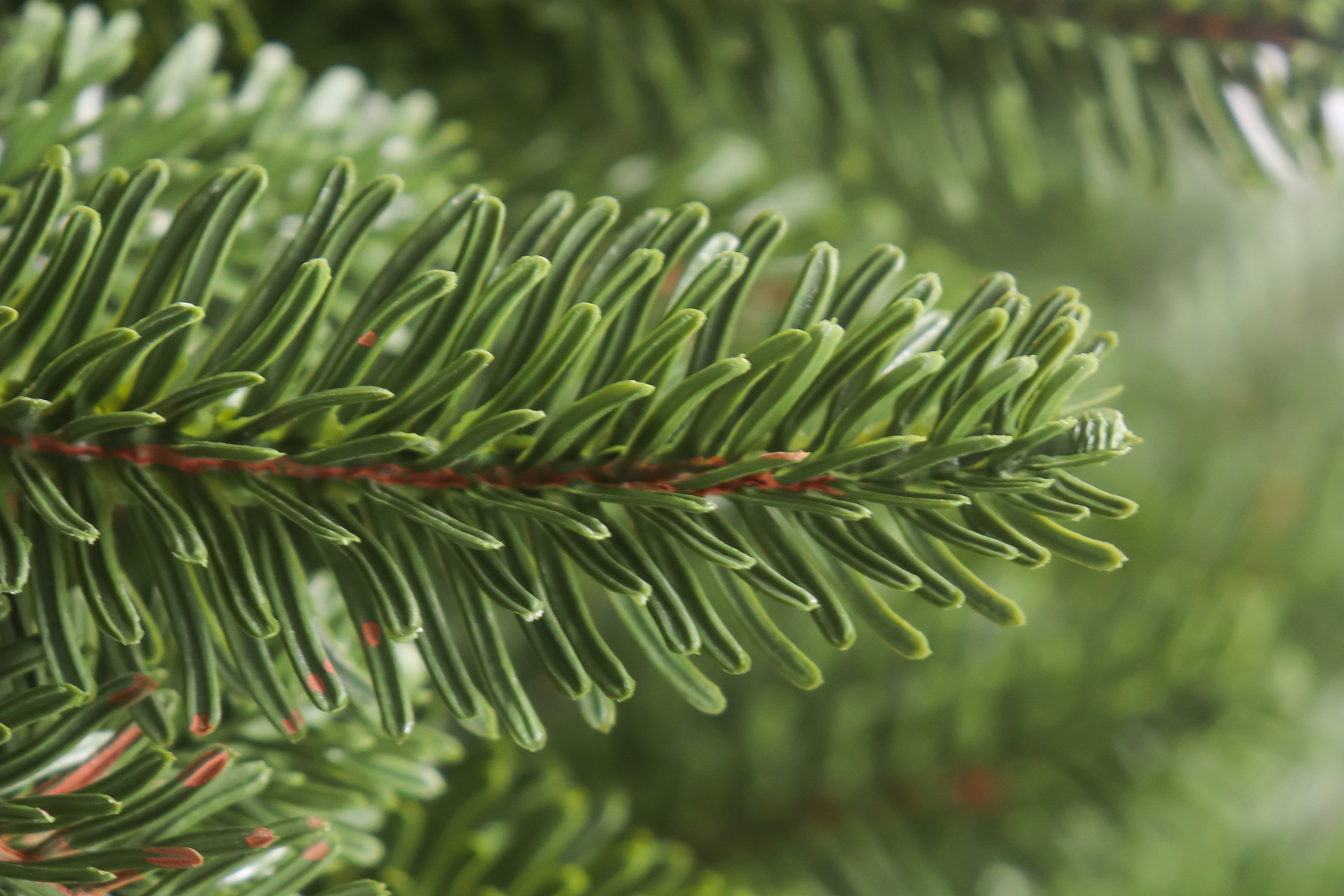 Close-up of the realistic foliage and dense, green needles of the traditional fraser fir christmas tree.